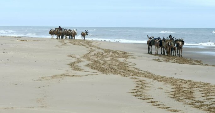 A shepherd leads a small herd of reindeer along the beach along the sea.