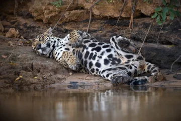 Foto op Plexiglas Closeup of a spotted jaguar resting on the shore of a lake in Pantanal, Brazil © Alex254/Wirestock Creators