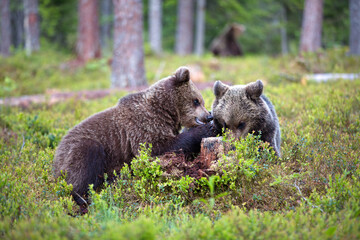 Closeup of grizzly bears mating in a forest in the daylight in Finland
