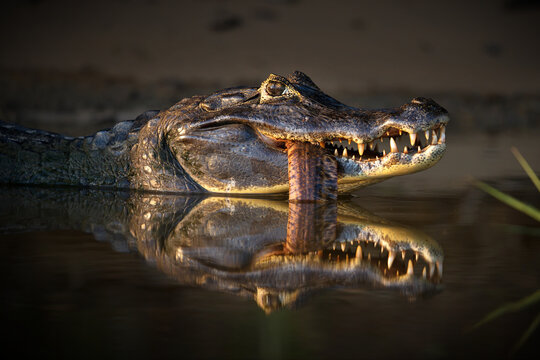 Closeup photo of the crocodile killing the snakefish in mouth in Pantanal, Brasil