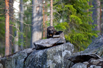 Wolverine animal on rocks in a forest in Finland with a blurry background