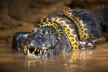 Closeup of an anaconda snake wrapped around an alligator in a pond in Pantanal, Brazil