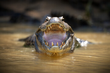 Closeup of a terrifying alligator bellowing in a pond in Pantanal, Brazil