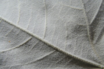 Hoja del àrbol  Àlamo blanco con pelusa en la parte trasera de color gris claro con nervaduras...