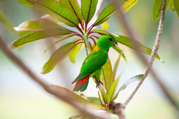 Blue - crowned Hanging Parrot