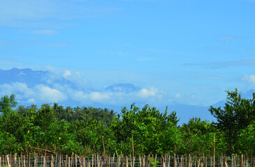 landscape with trees and sky.  a field fenced with wood and bamboo with mountains in the background and a clear sky during the day