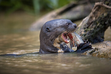 Wet mongoose caught the fish in the water in Pantanal, Brasil - obrazy, fototapety, plakaty