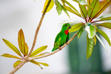 A blue - crowned hanging parrot