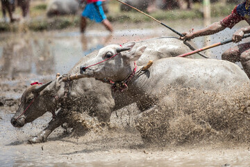 Ox racing in the mud in Indonesia