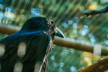 Closeup photo of a raven