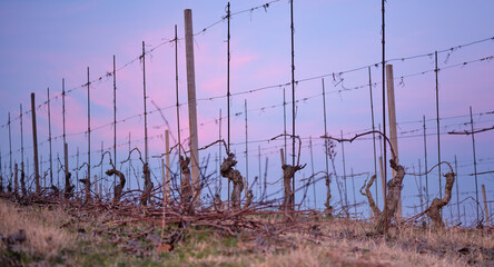 Pruned vines, which rest in winter, at sunset on the hills of the Piedmontese Langhe.