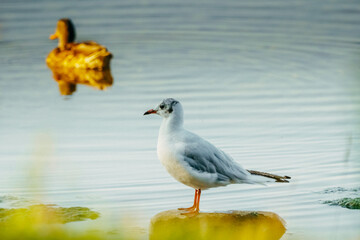 Selective focus shot of seagull and duck on Lake Constance