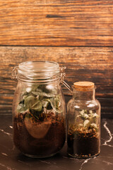 jar with plants. Small plants in a glass bottle. Terrarium jar with plants. self ecosystem. Terrarium Miniature Bot. terrarium bottle. ecological system. gardening. house plants. copy space