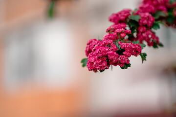 many pink flowers on the tree
