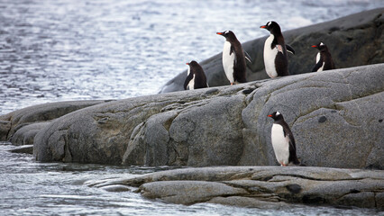 Closeup of a huddle of Gentoo penguins on rocks surrounded by the ocean in Antarctica