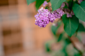 lilac flowers in spring on a tree