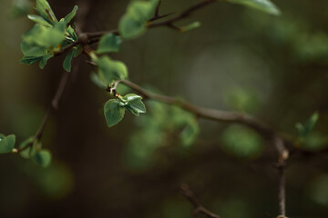 green spring leaves on a tree
