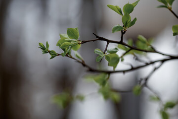 green spring leaves on a tree