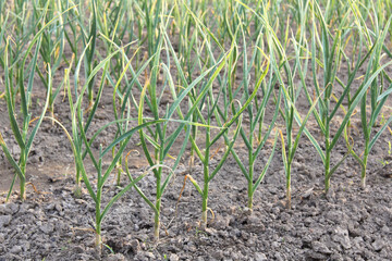 rows of green garlic sprouts in the garden close-up. growing healthy vegetables