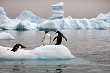 Closeup of a huddle of gentoo penguins on the ice in the ocean in Antarctica