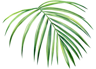  tropical leaf on white background, watercolor illustration