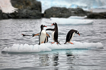 Closeup of gentoo penguins on the ice in the ocean in Antarctica with a blurry background © Alex254/Wirestock Creators