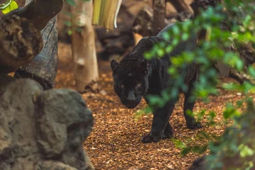 Zelfklevend Fotobehang Closeup shot of a puma in a zoo park © Rudecatstudio Cieszyn/Wirestock Creators