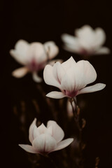Selective focus shot of magnolia flowers on a blurred background © George Minciuna/Wirestock Creators