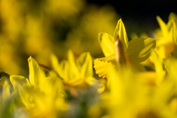 Den Wald vor lauter Osterglocken