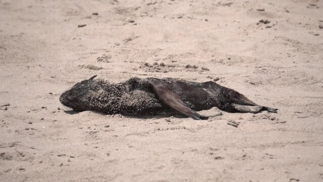 dead fur seal on the sand