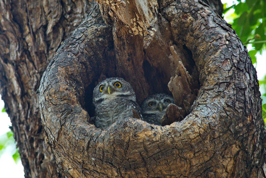 Adult And Juvenile Owls Birds Of Prey Perched In Trees