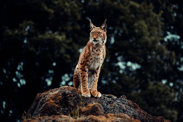 Beautiful view of a Eurasian lynx cat standing on a rock with dark forest background © Isaac Alcolea/Wirestock Creators
