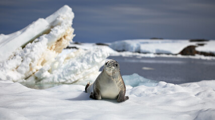 Closeup of a Crabeater seal on the ice on a sunny day in Antarctica