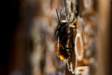 Mauerbiene (Osmia) am Insektenhotel