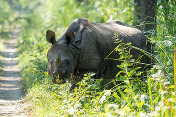 Huge rhino in the jungle on a sunny day