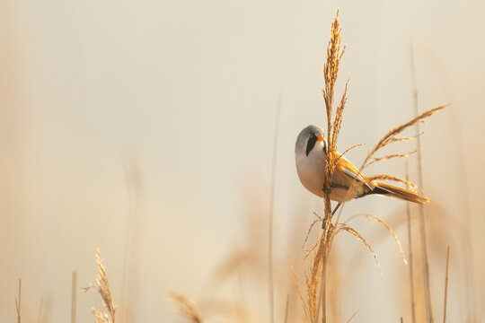 Male bearded reedling, or bearded tit (Panurus biarmicus) perching in the reeds, Suffolk, UK.