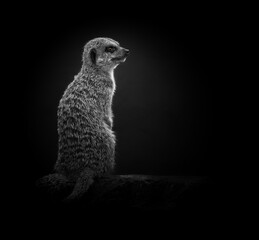 Grayscale shot of a meerkat in the wild