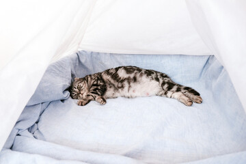 Pregnant cat in a box before giving birth. The cat is about to give birth.