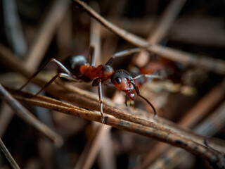 Ant - Formica rufa - in its natural forest habitat, on leaves, tree branches and rubbish left by people.