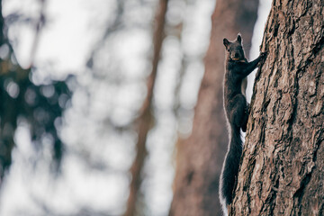 squirrel on a tree looking at you