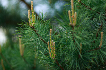 Young pine sprouts. Future cones. Spring revival of nature.