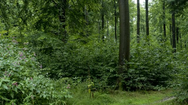Laubwald bei Regenwetter in Zeitraffer