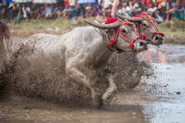 Ox racing in the mud in Indonesia