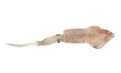 Fresh raw squid isolated on white background