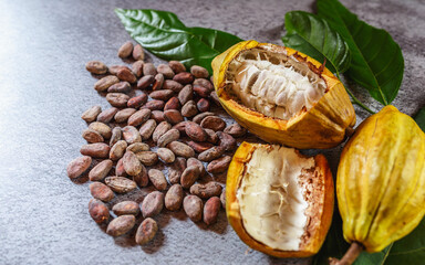 Fototapeta premium Cocoa Beans and Cocoa Fruits with raw Cocoa