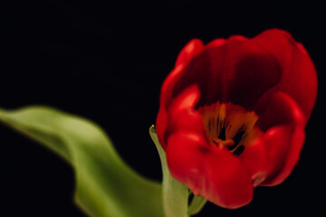 Bud of a red tulip on a black background.
One tulip bud close up. bokeh