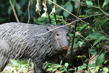 Closeup of a beautiful wet wild boar in a forest