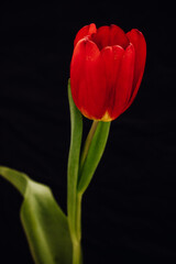 Bud of a red tulip on a black background.
One tulip bud close up. bokeh
