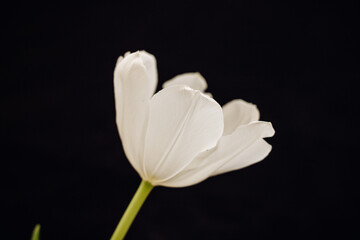 Obraz premium Bud of a white tulip on a black background. One tulip bud in closeup. bokeh