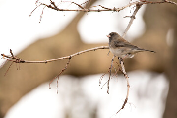 Dark eyed junco perching on an oak tree branch during the day in winter